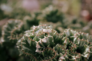 Buffalo Botanical Gardens Elopement Photographer